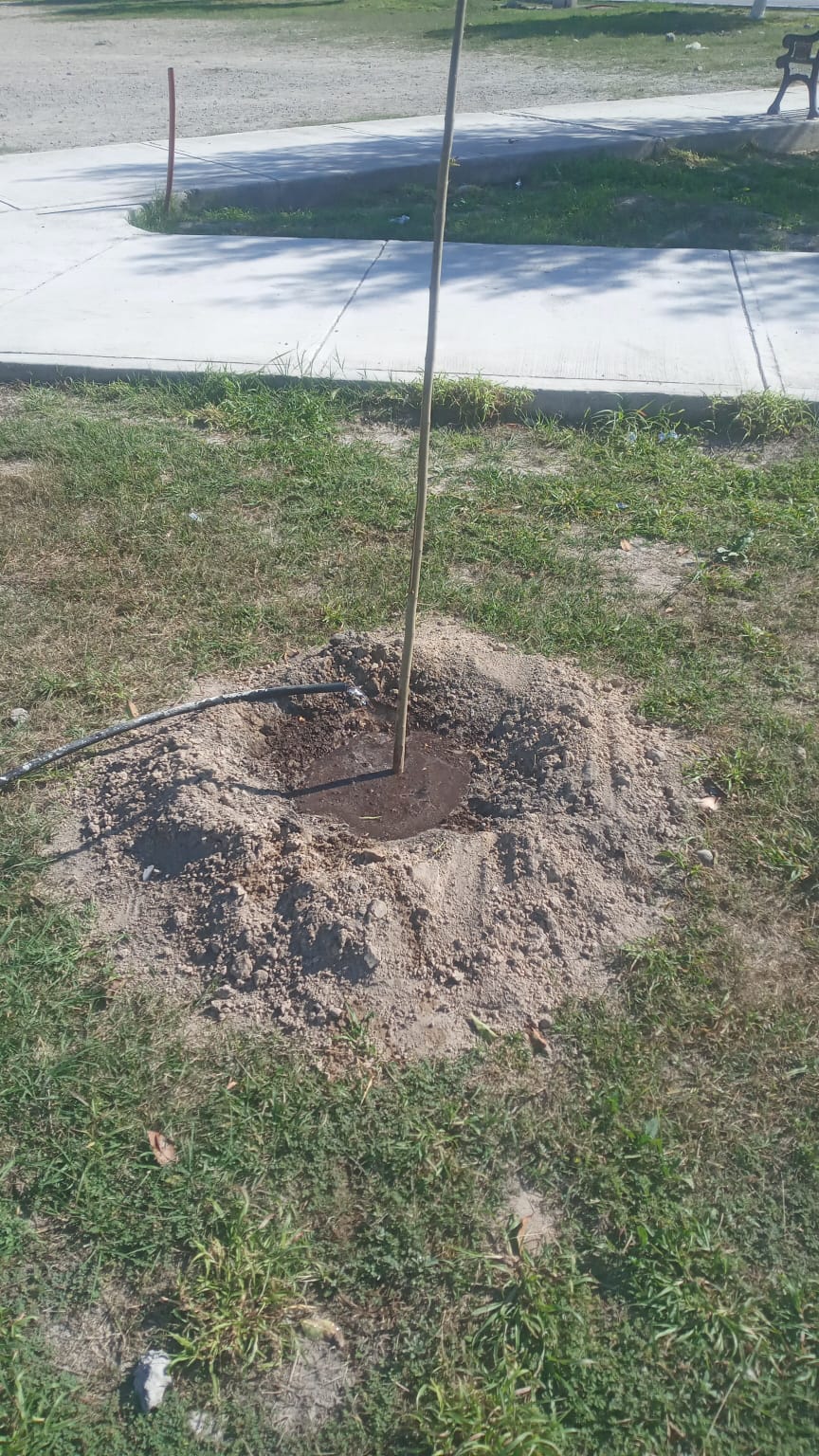Reforestan y conservan espacios públicos en SB