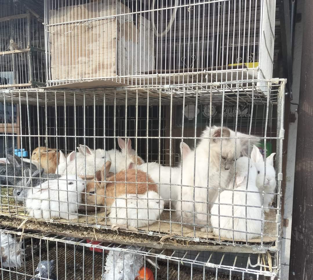Hacinan en veterinaria gatito con 12 conejos