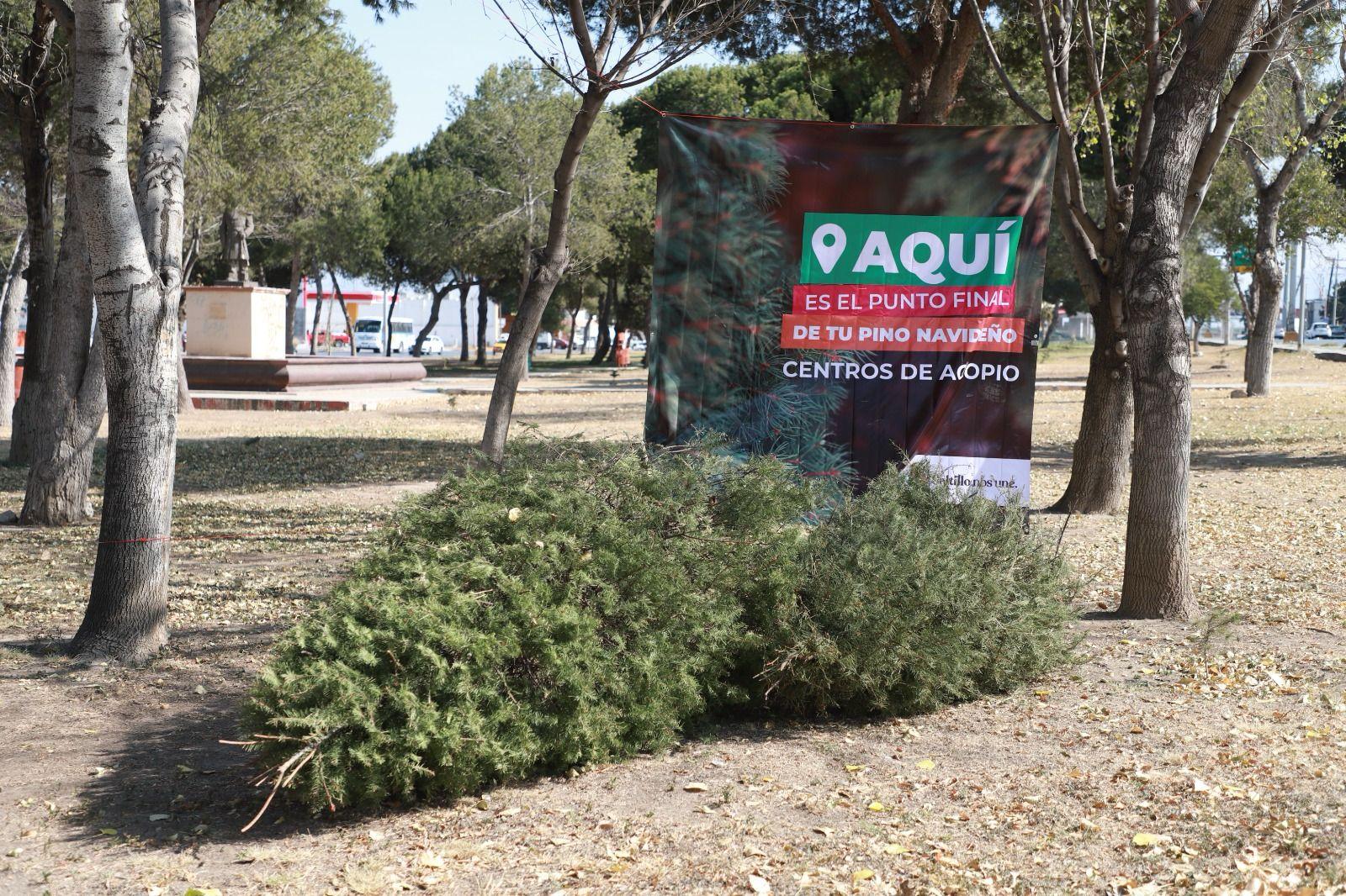 Abrirán 10 módulos para acopio de pinos navideños
