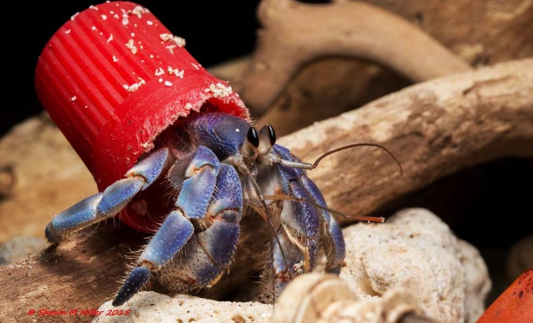 Cangrejos ermitaños prefieren usar tapas de plástico, que conchas de caracol, para protegerse del Sol