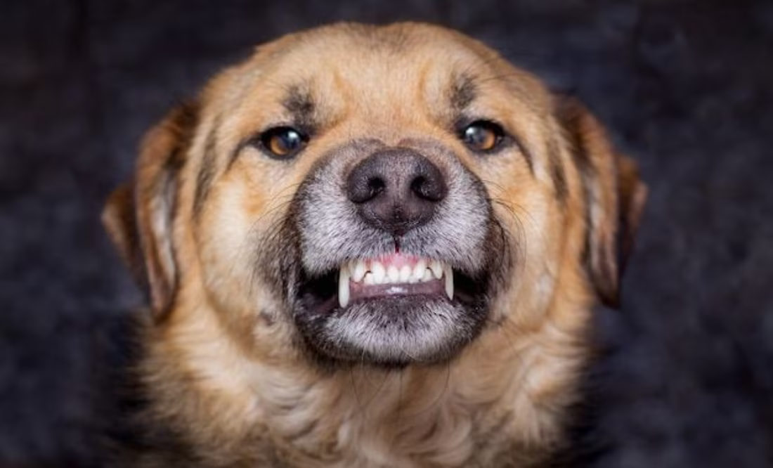 La particular manera en que los perros perciben las malas vibras