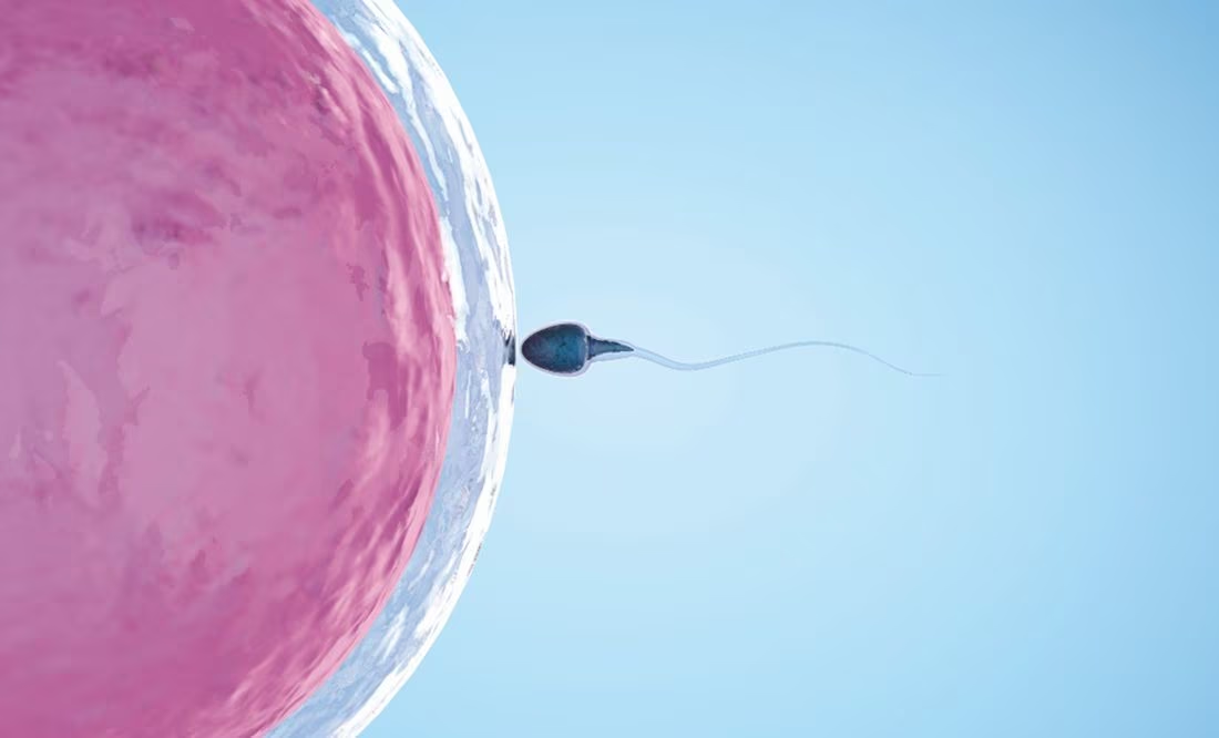 Espermatozoide, incapaz de producir un embarazo, en el momento del acto sexual