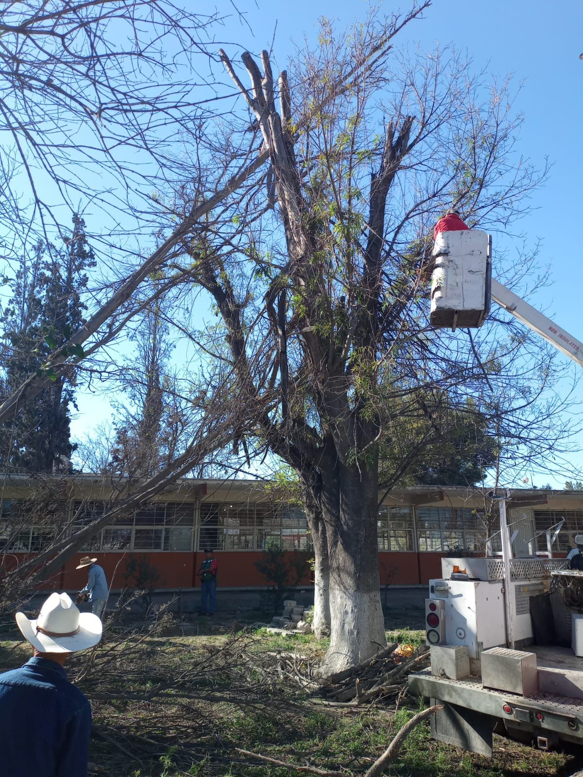 APOYA ECOLOGÍA MUNICIPAL CON RETIRO DE ARBOLADO ADULTO EN ESCUELAS