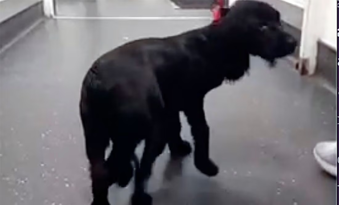 Ariel nació con 6 patas y la abandonaron; hoy recibe nueva oportunidad
