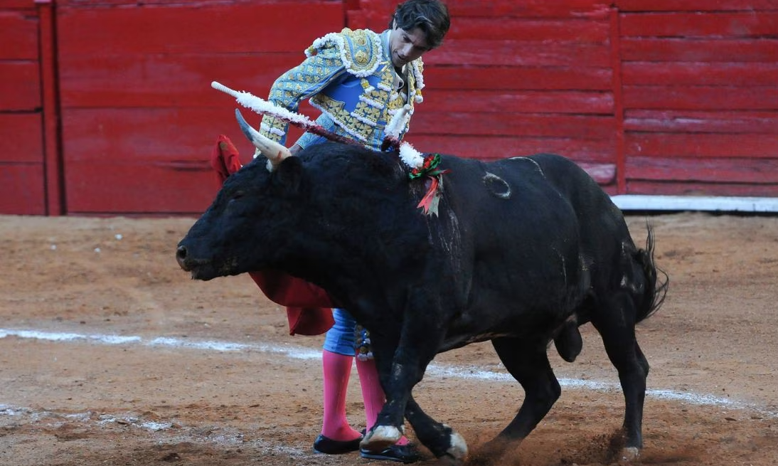 Luz verde a las corridas de toros en la Plaza México: jueza niega amparo a colectivo