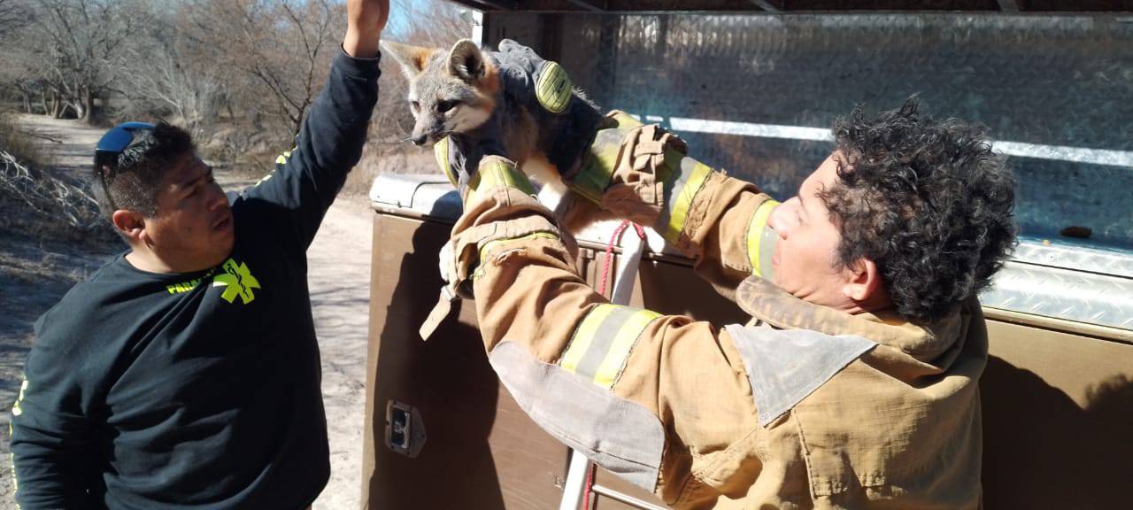 Capturan dos zorros bomberos de Castaños