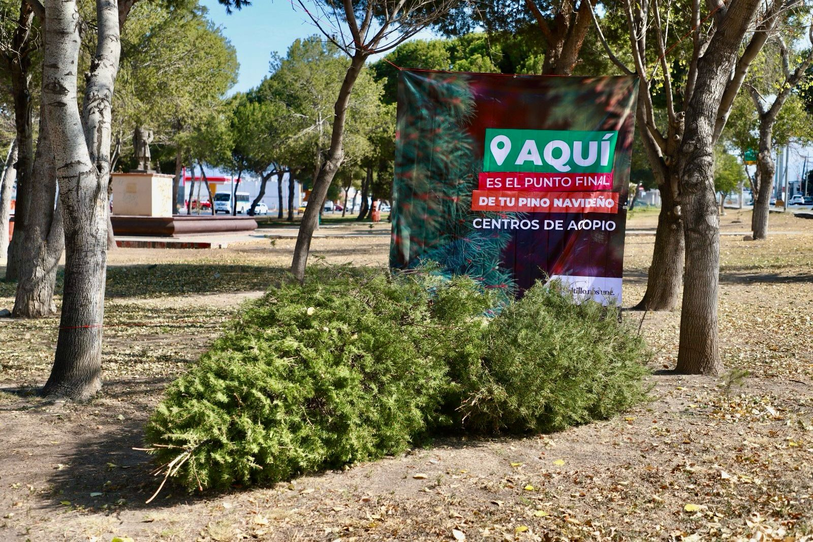 Exhorta Gobierno de Saltillo a desechar adecuadamente pinos naturales