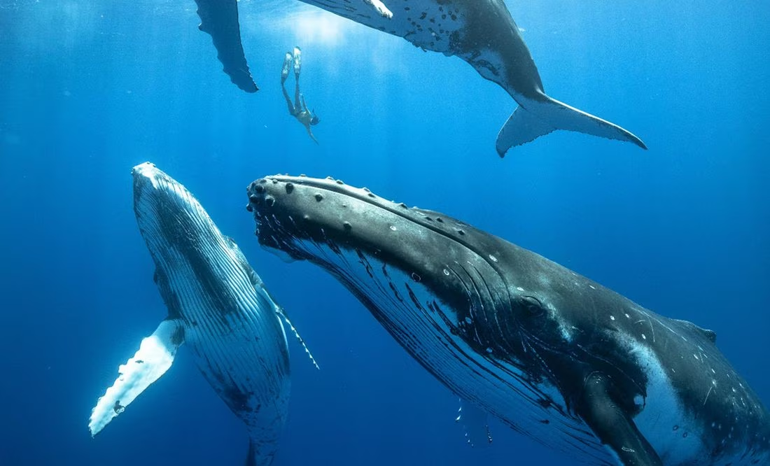 ¿Qué hace que canten las ballenas? Avances científicos ofrecen respuestas