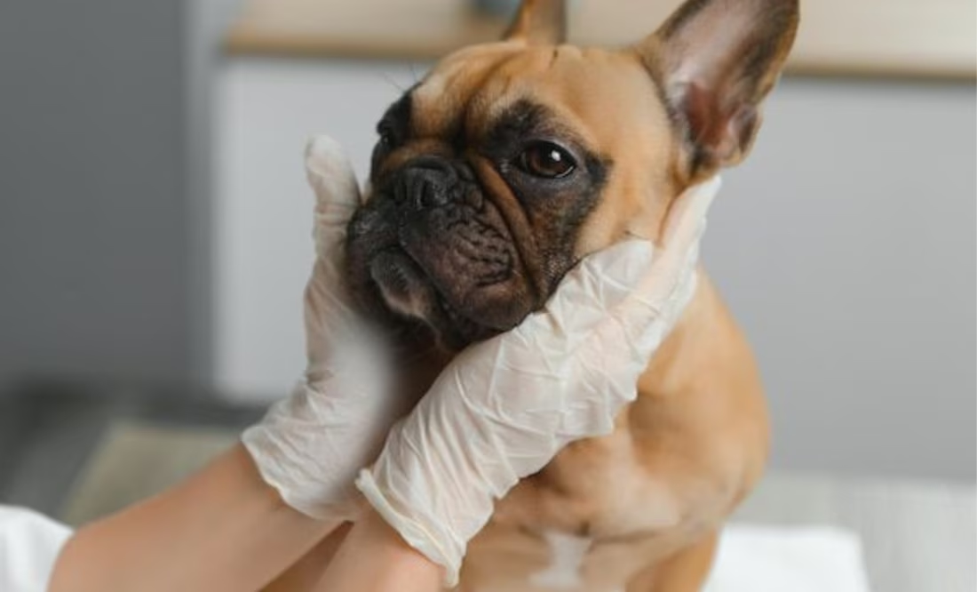 Conoce las razas de perros más propensas al parvovirus