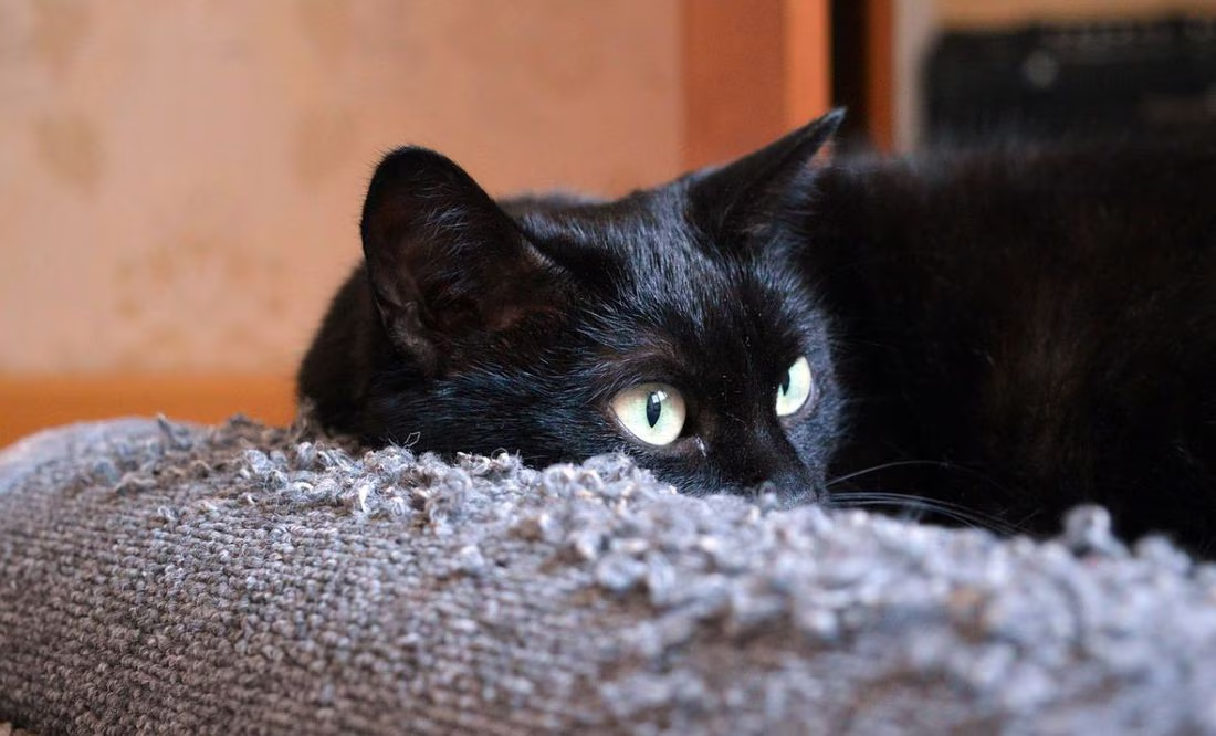 Conoce los motivos de que los gatos se escapen y vuelvan a casa, según médico veterinario