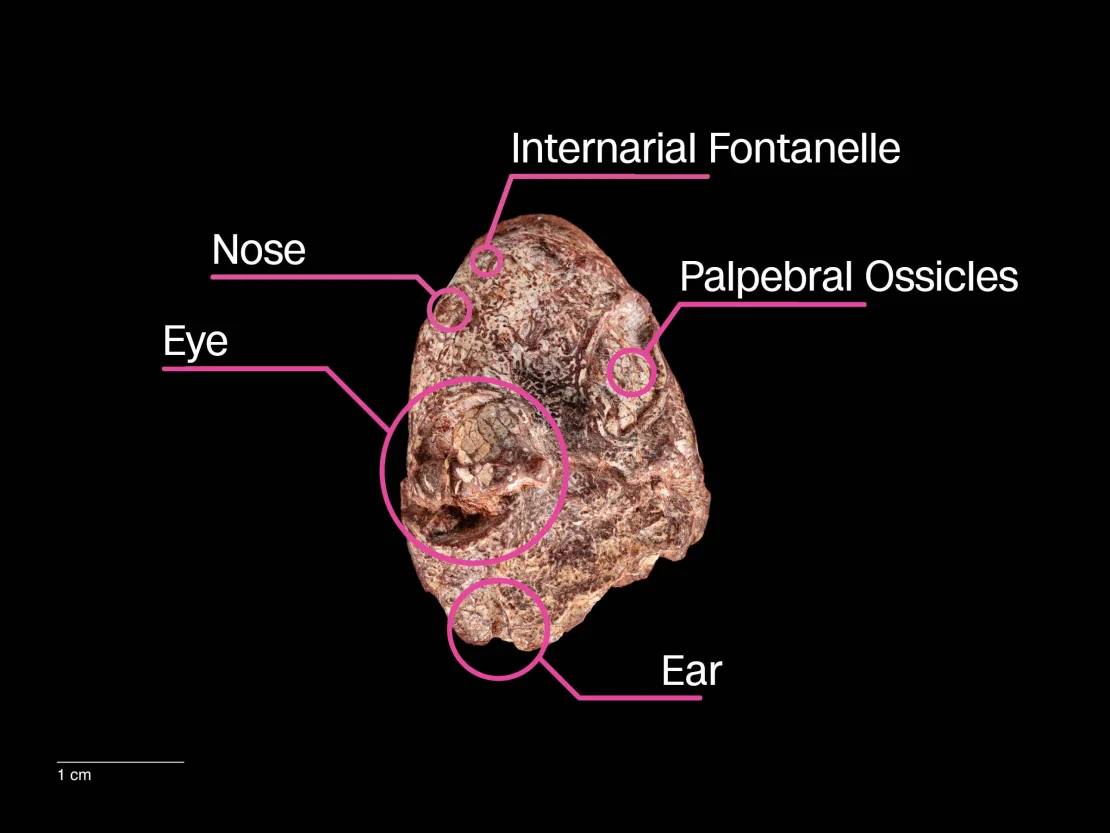 Kermitops, la pequeña calavera con ojos muy abiertos y una sonrisa caricaturesca que podría ayudar a resolver un rompecabezas evolutivo