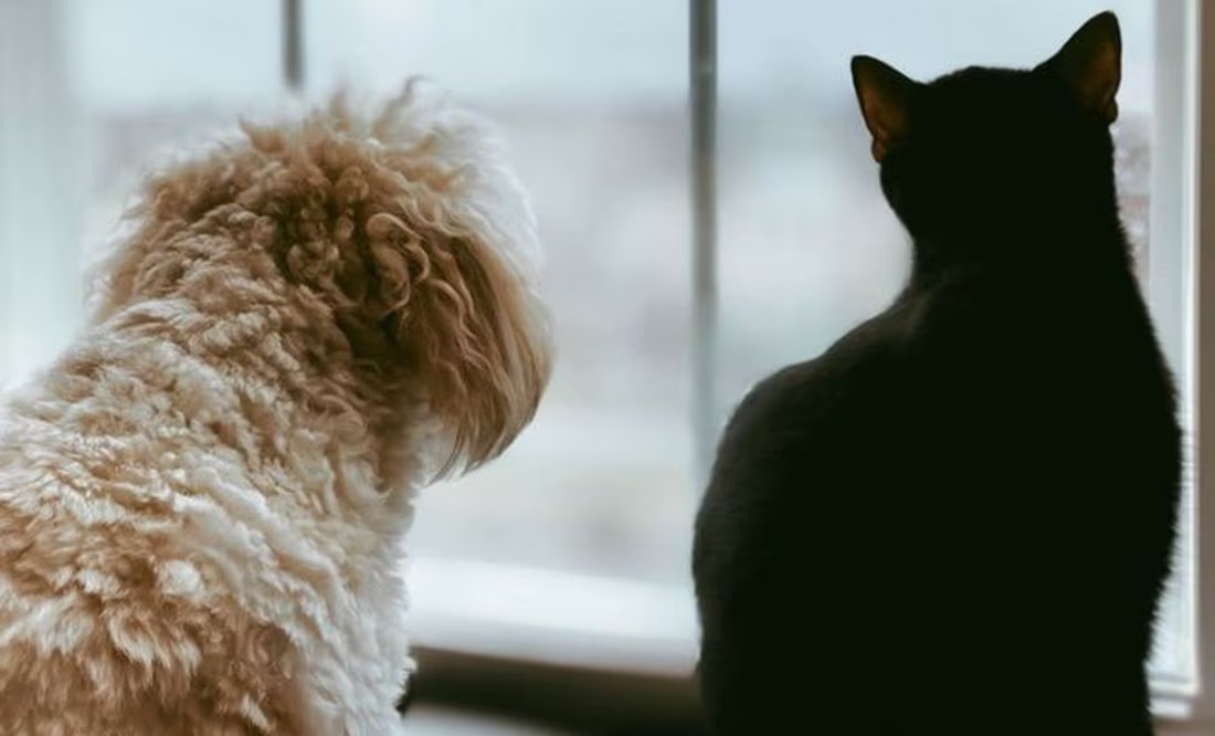 Conoce a qué edad se debe esterilizar a perros y gatos