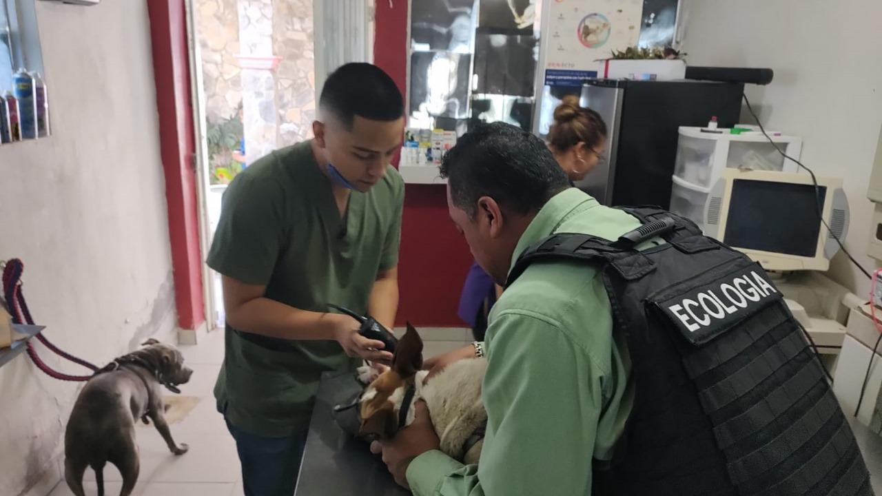 Es “moquillo” peligroso enemigo de los perros