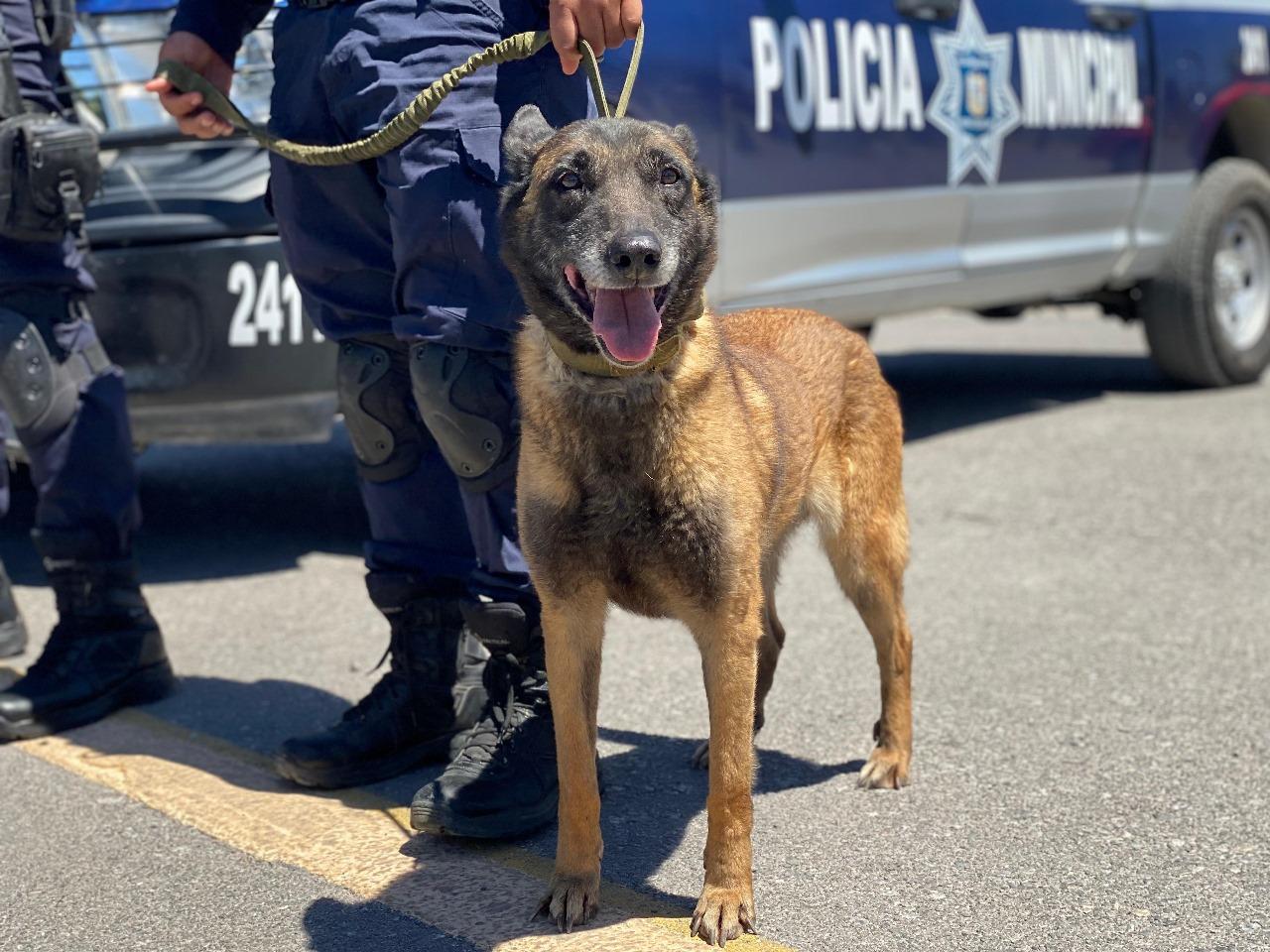 Conviven alumnos con perros policías