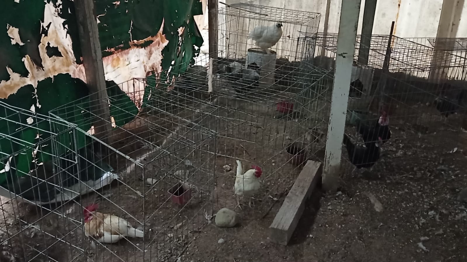 Dormitan aves en el aviario infantil… y cantan los gallos - La Prensa ...