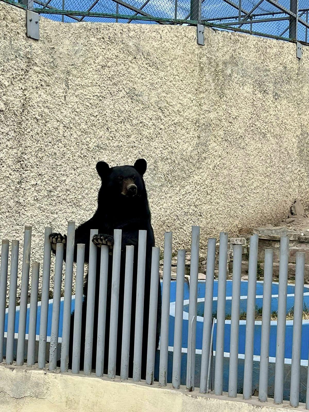 Resguardan animales que habitan zoológico