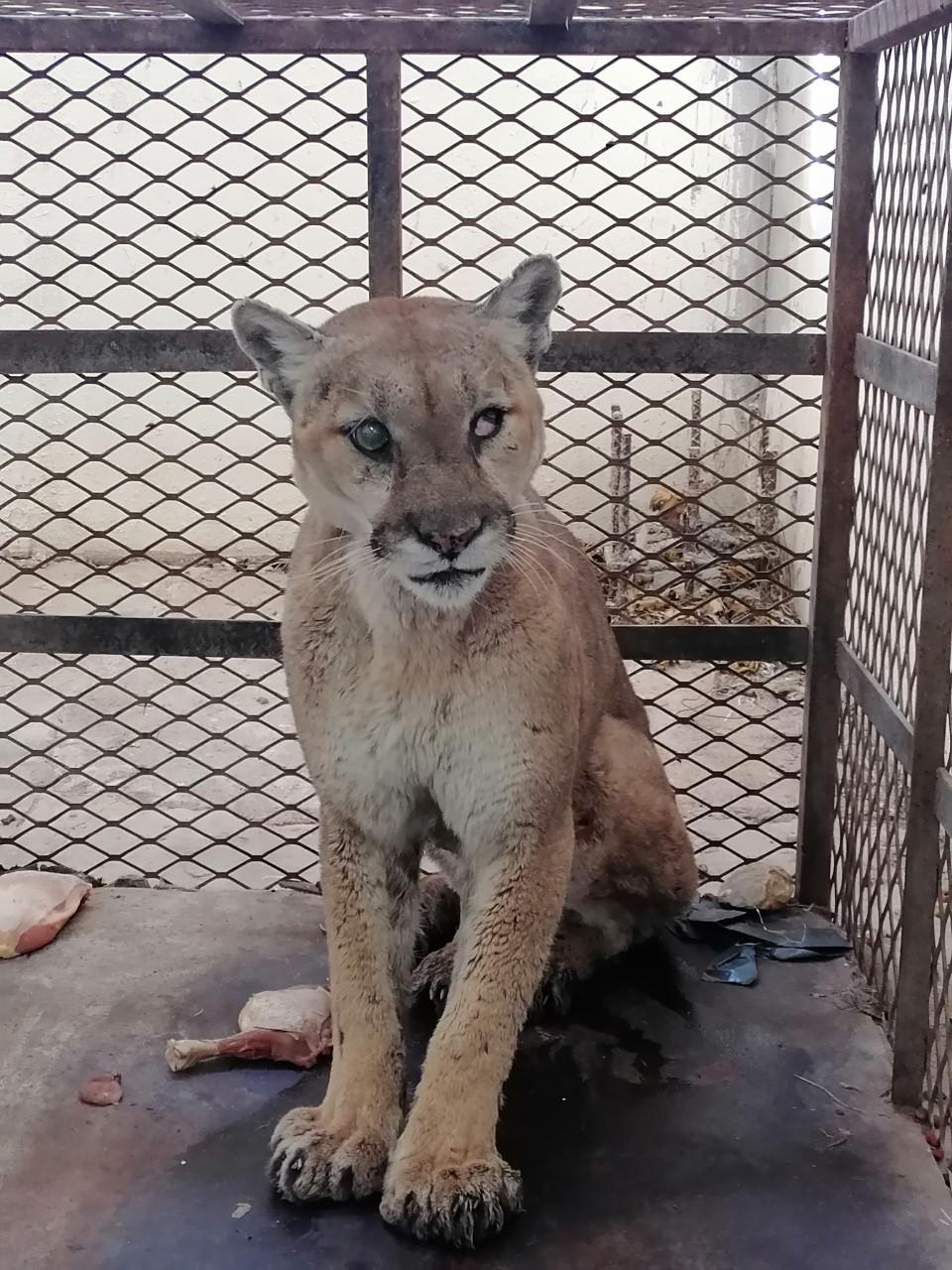 Muere puma; fue salvada en Colinas