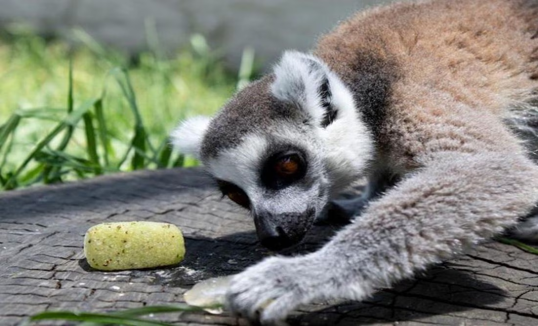 Veterinarios del Zoológico Zacango implementan plan de alimentación con hielo para proteger a animales del calor