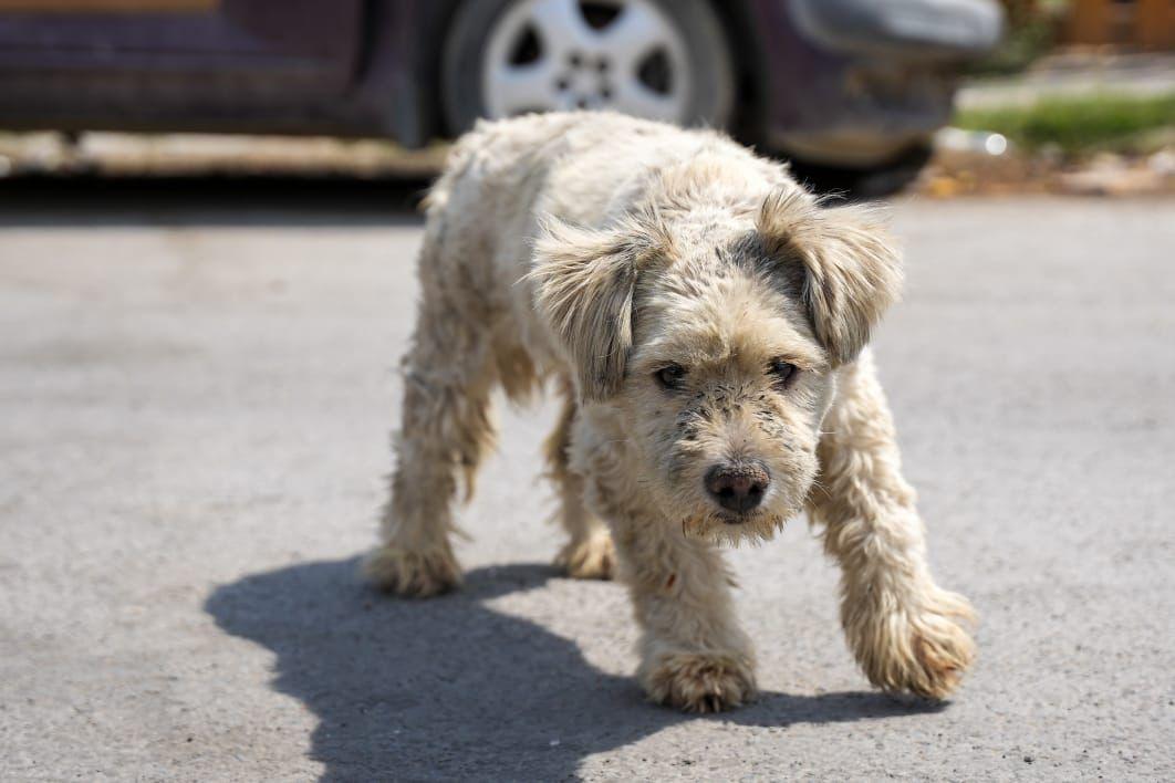 Cuida tus mascotas ante Ola de Calor
