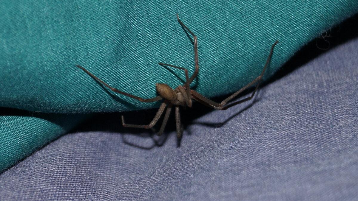 Araña violinista: ¿cuál es el nombre comercial del antídoto para la picadura?