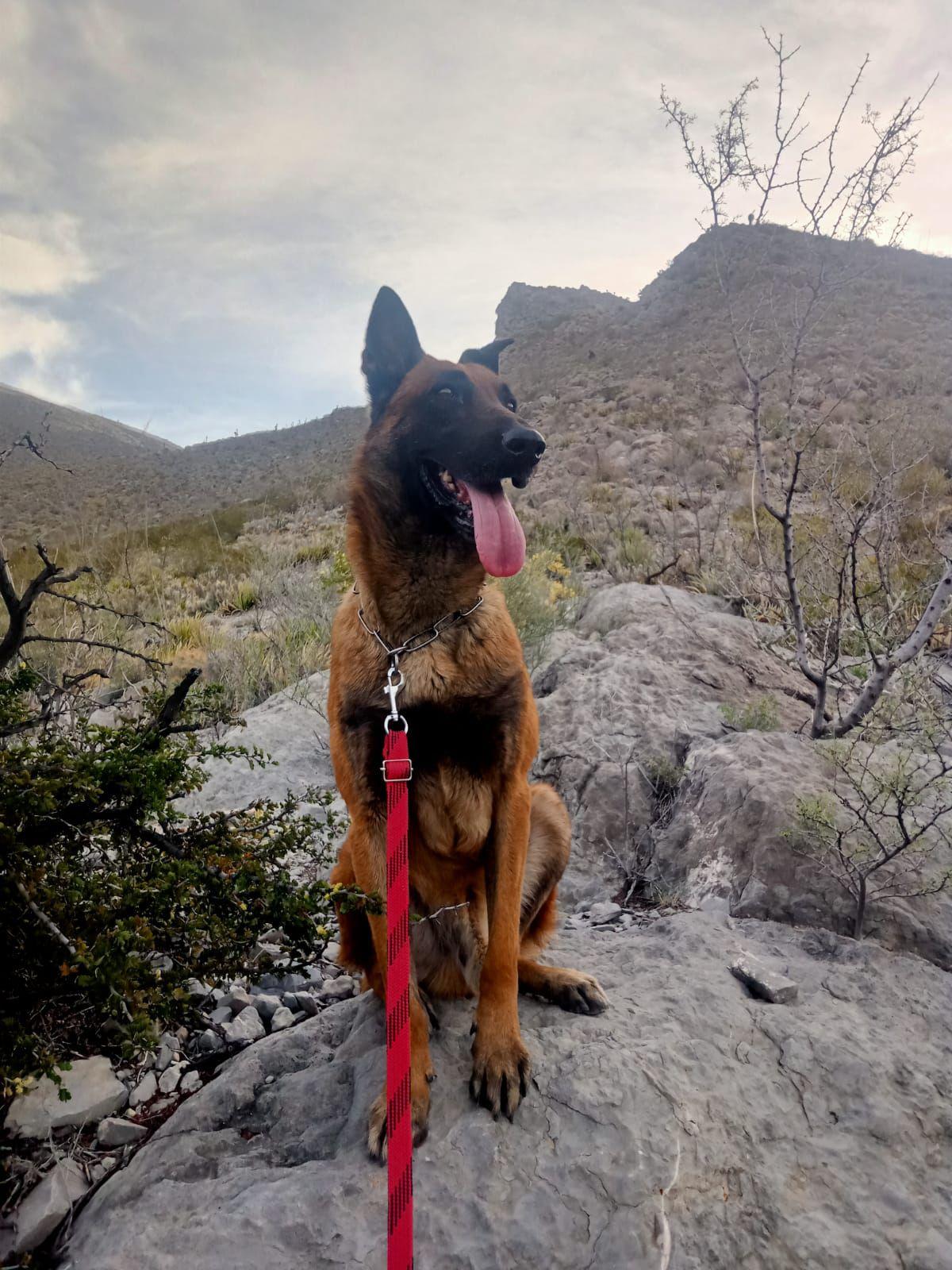 Él es “Lucky”: héroe canino de la estatal