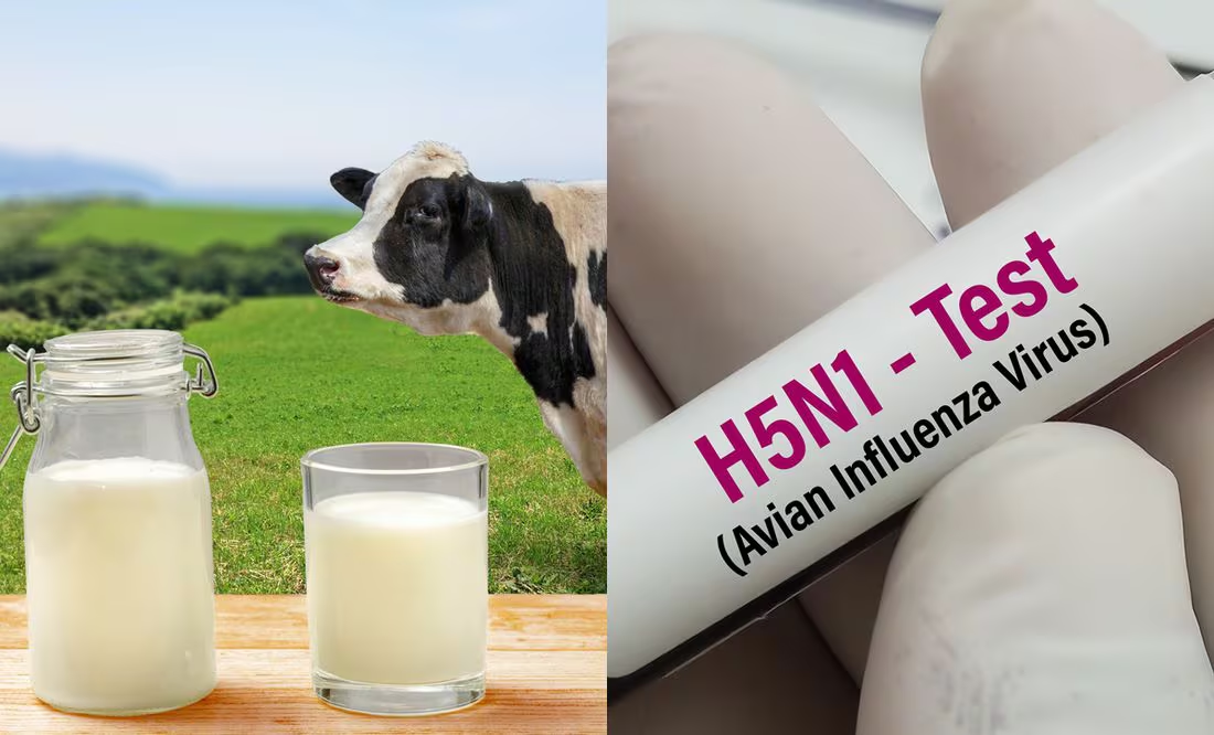 Investigación alerta por contaminación potencialmente “peligrosa” de leche cruda