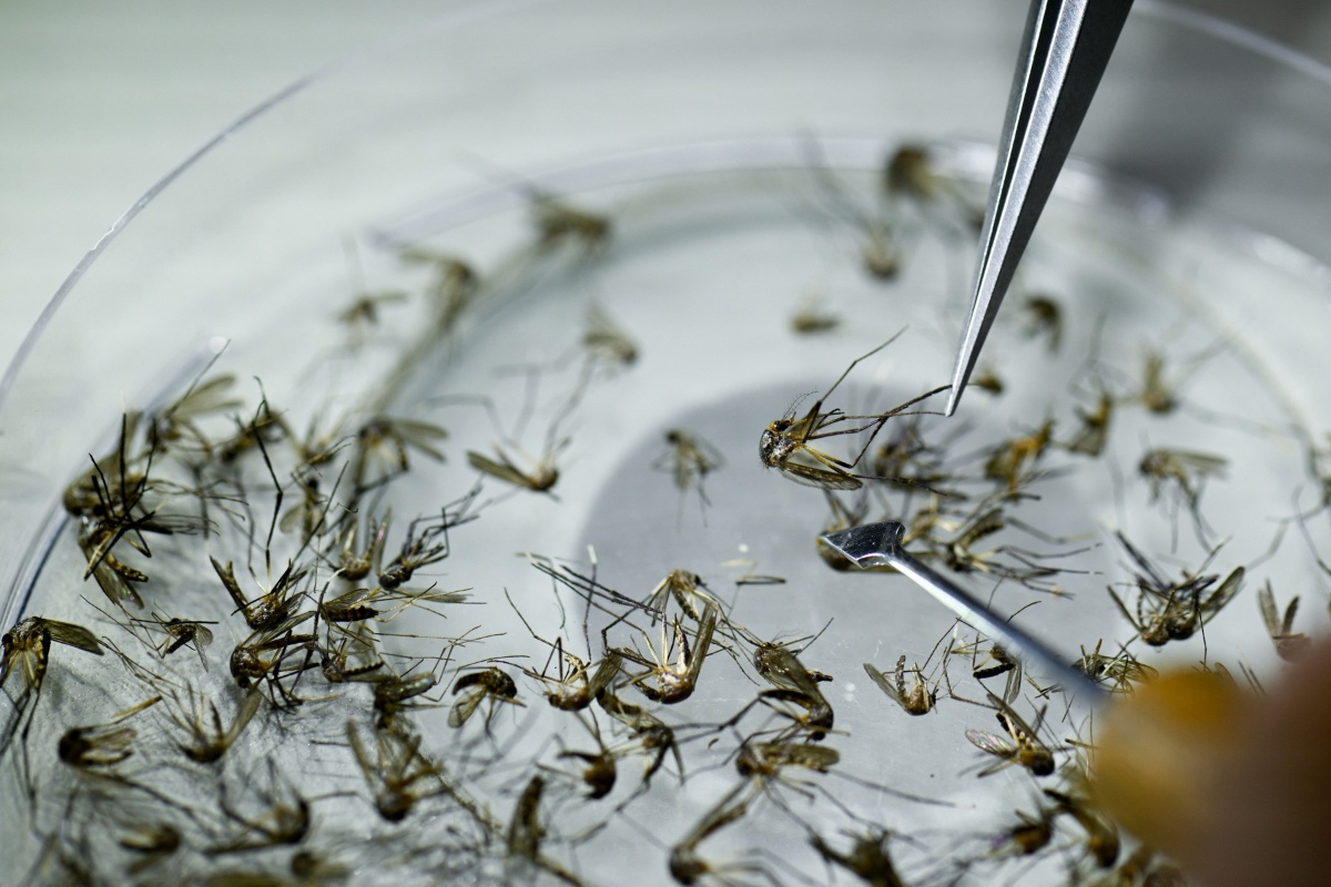 Contagios por dengue podrían ser mayores en los próximos años en América, expertos