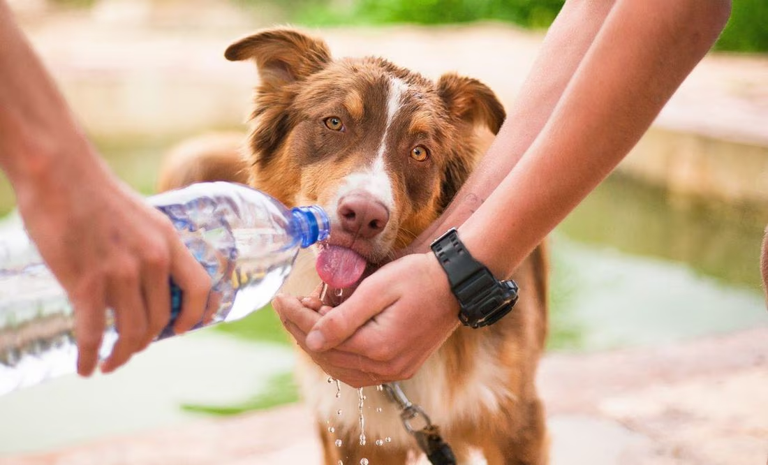 Recomendaciones para proteger a tus mascotas del calor