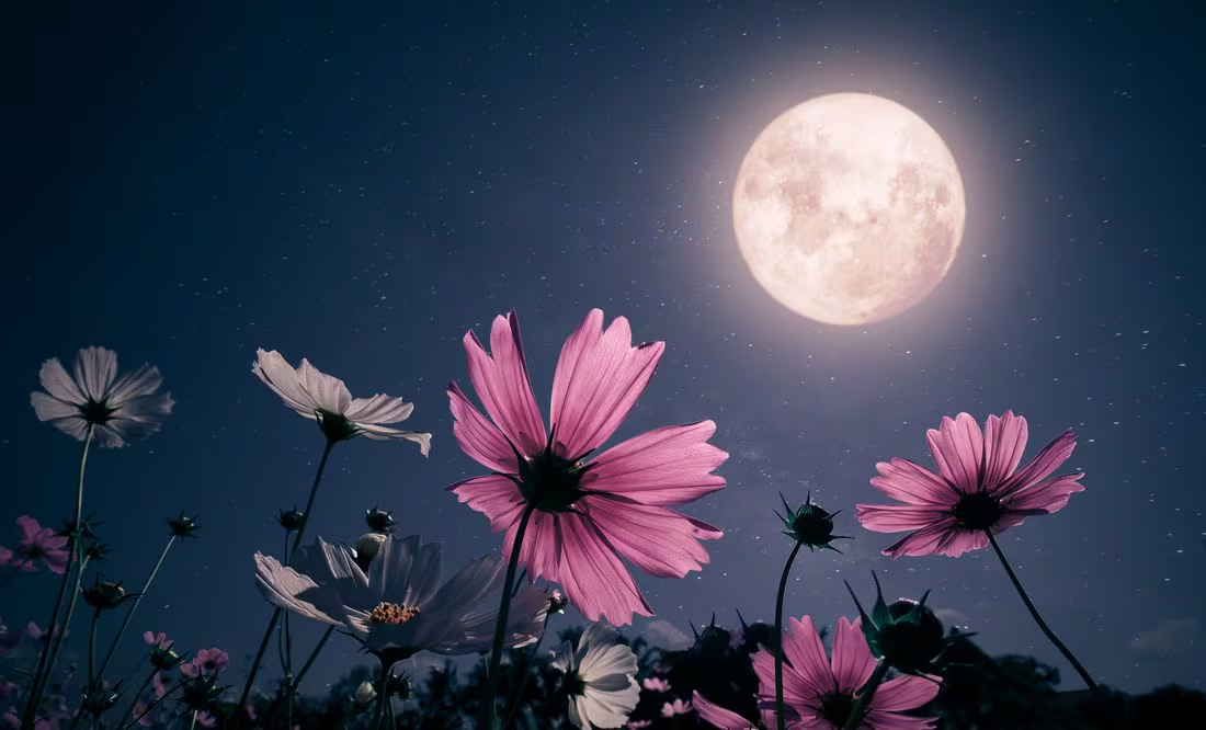 Luna de Flores 2024. ¿Qué es, por qué se llama así y cuándo sucederá?