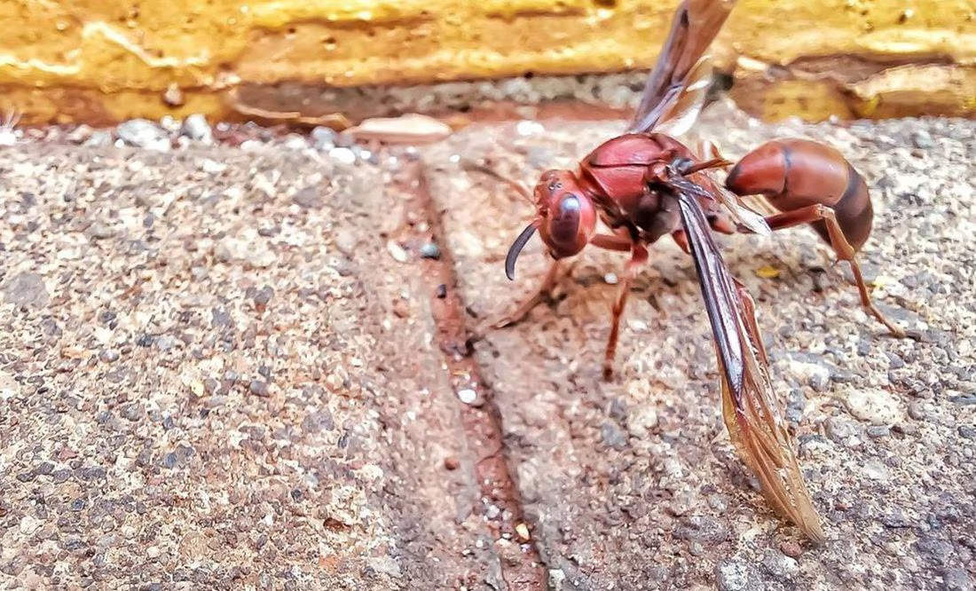 Avispón asesino asiático amenaza a Europa, y tiene presencia en EU