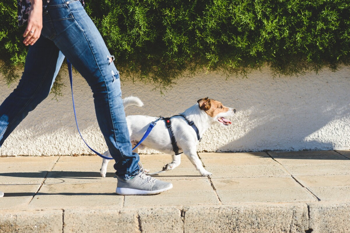 Con este calor, este es el mejor horario para sacar a pasear a tus perritos