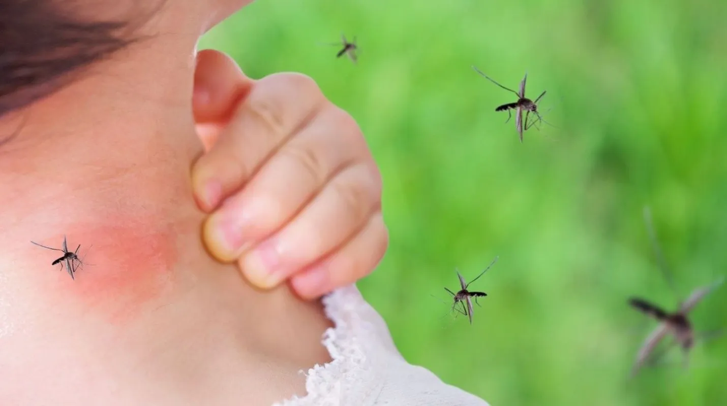 Los trucos más efectivos para combatir los mosquitos y evitar sus molestas picaduras