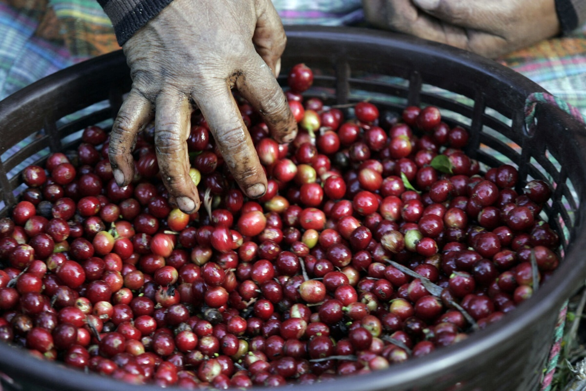 Guatemala afirma que China les prohibió exportar café y macadamia por ser aliados de Taiwán