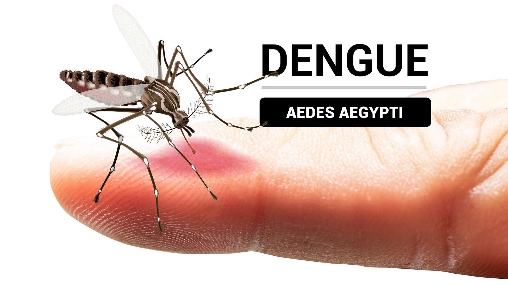 Aumentaría tras lluvias el dengue