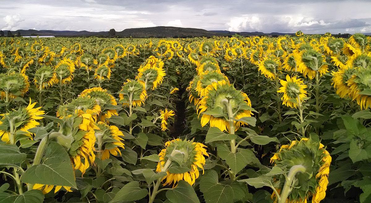 INUNDA ALBERTO LAS SIEMBRAS DE GIRASOL