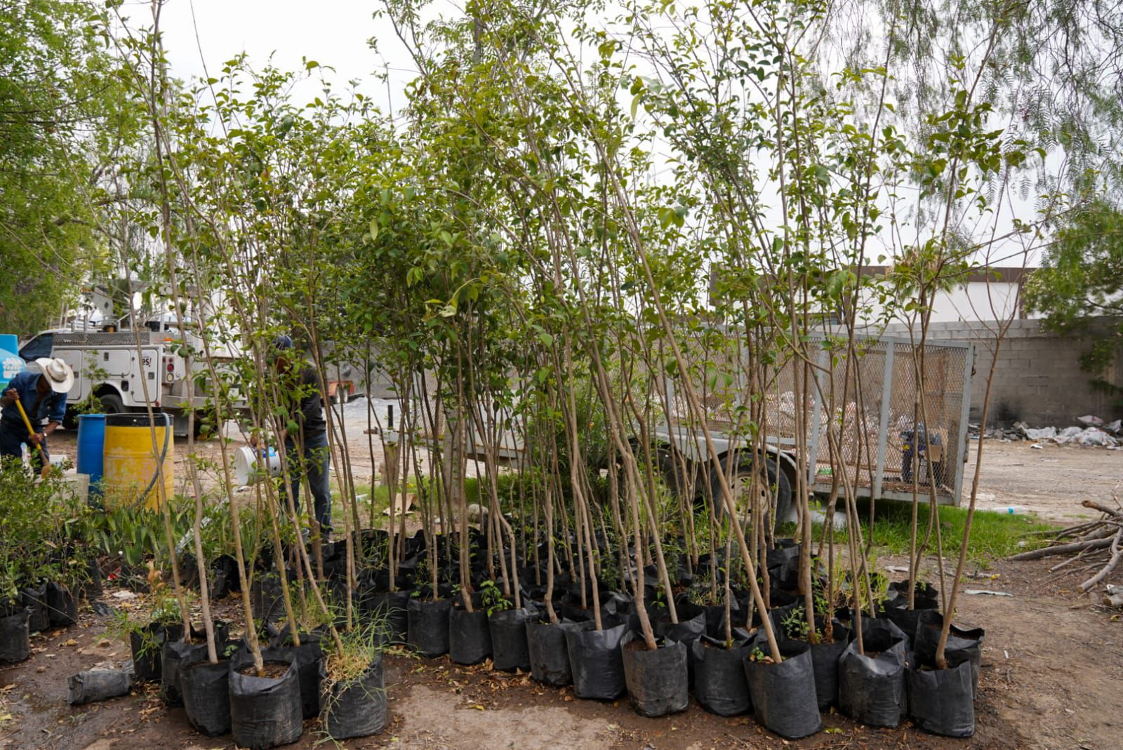CONTINÚAN CAMPAÑAS DE REFORESTACIÓN EN RAMOS ARIZPE