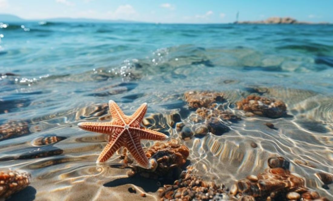 ¿Dónde habitan las estrellas de mar, según biólogo?