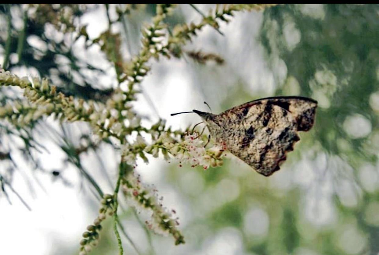 Migran mariposas por presencia de tormentas
