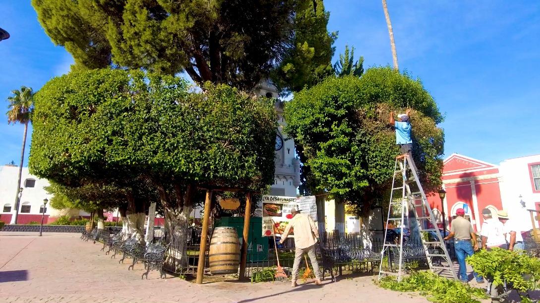 Embellecen plazas y jardines de Parras