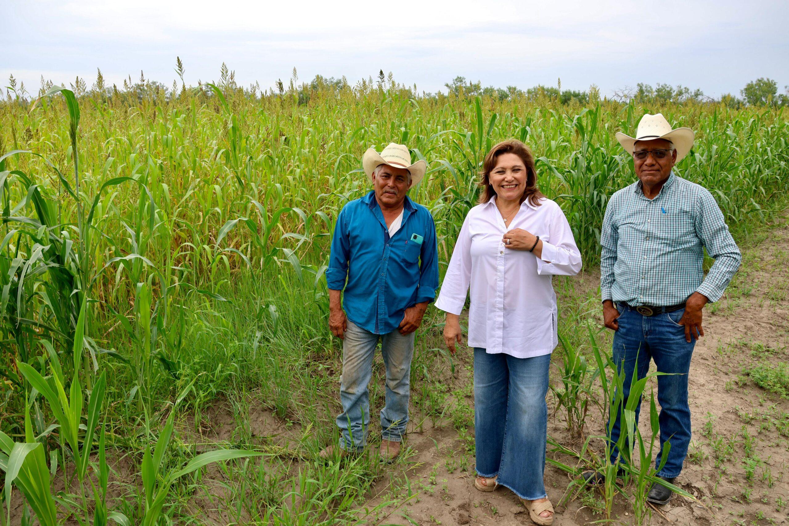 Supervisa Alcaldesa cosecha de sorgo