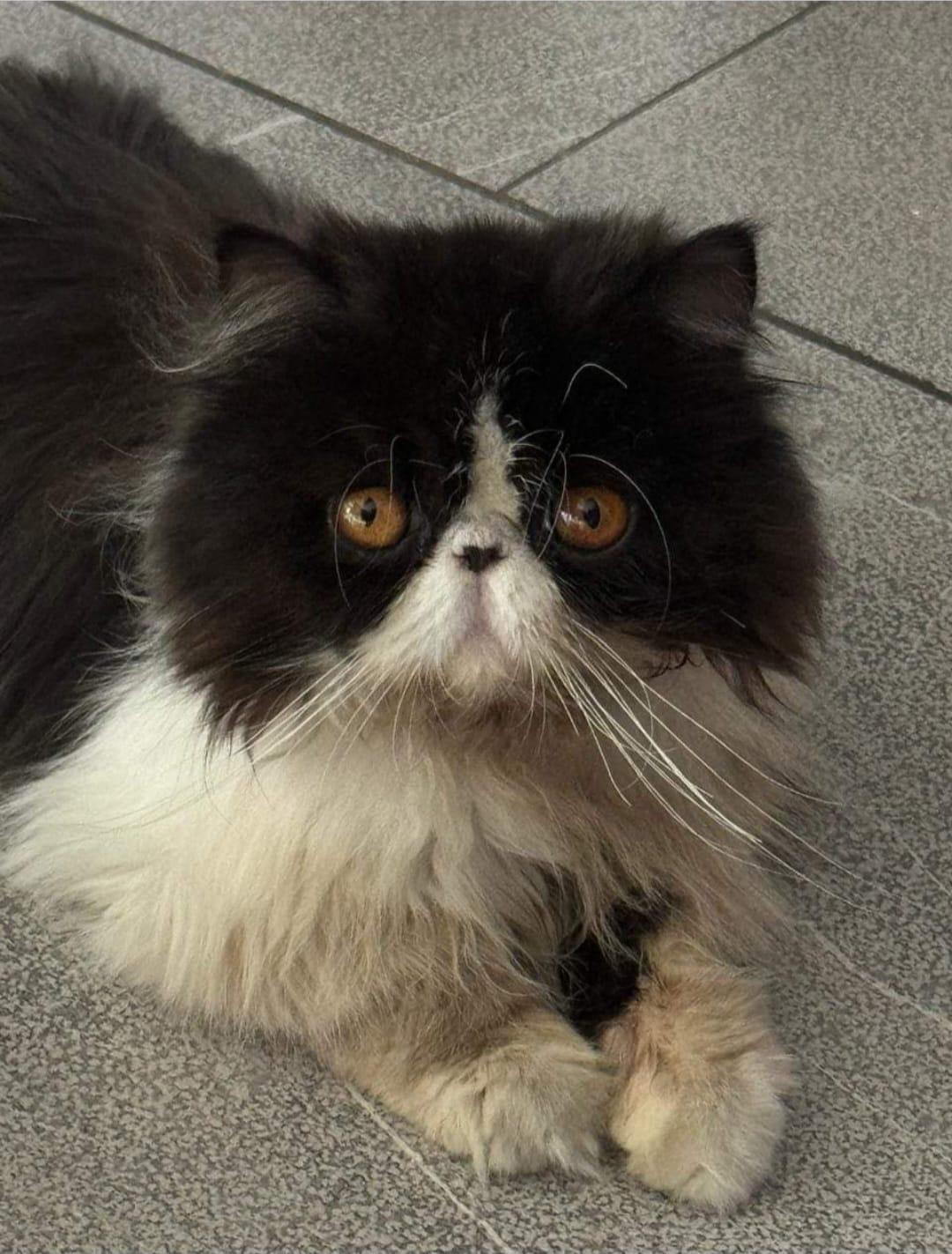 Ofrecen recompensa de 20 mil por gatito