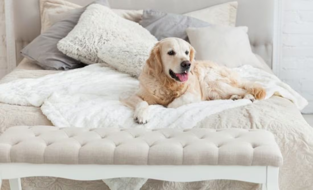 Día Mundial del Perro: ¿por qué se celebra el 21 de julio?
