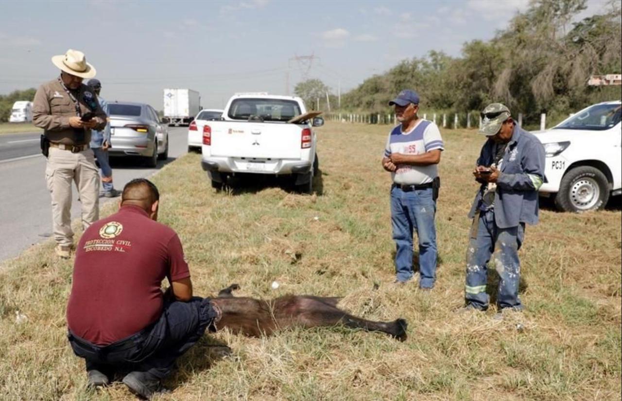 Atropellan a osa en la 57 Castaños-Escobedo