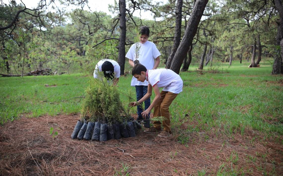 Proyecta Coahuila reforestar con 10 millones de árboles