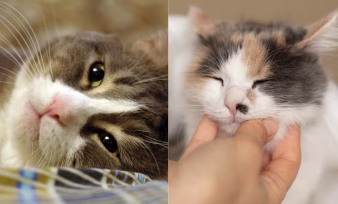 Claves para saber si un gato tiene fiebre sin ayuda del termómetro, según veterinaria