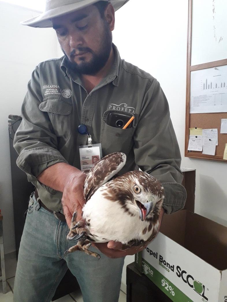 Descarta Profepa venta animales exóticos en RA