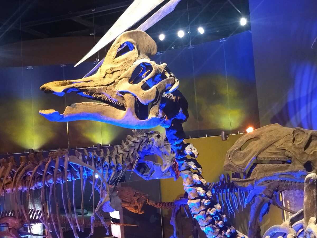 Coahuila, líder en descubrimientos de dinosaurios