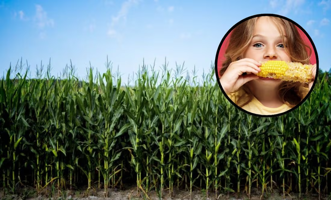¿Qué tan saludable es comer maíz, según la ciencia?