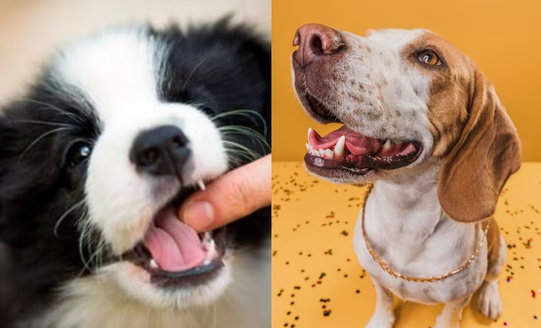 Descubre los motivos por el que tu cachorro te muerde cuando lo acaricias, según educador canino