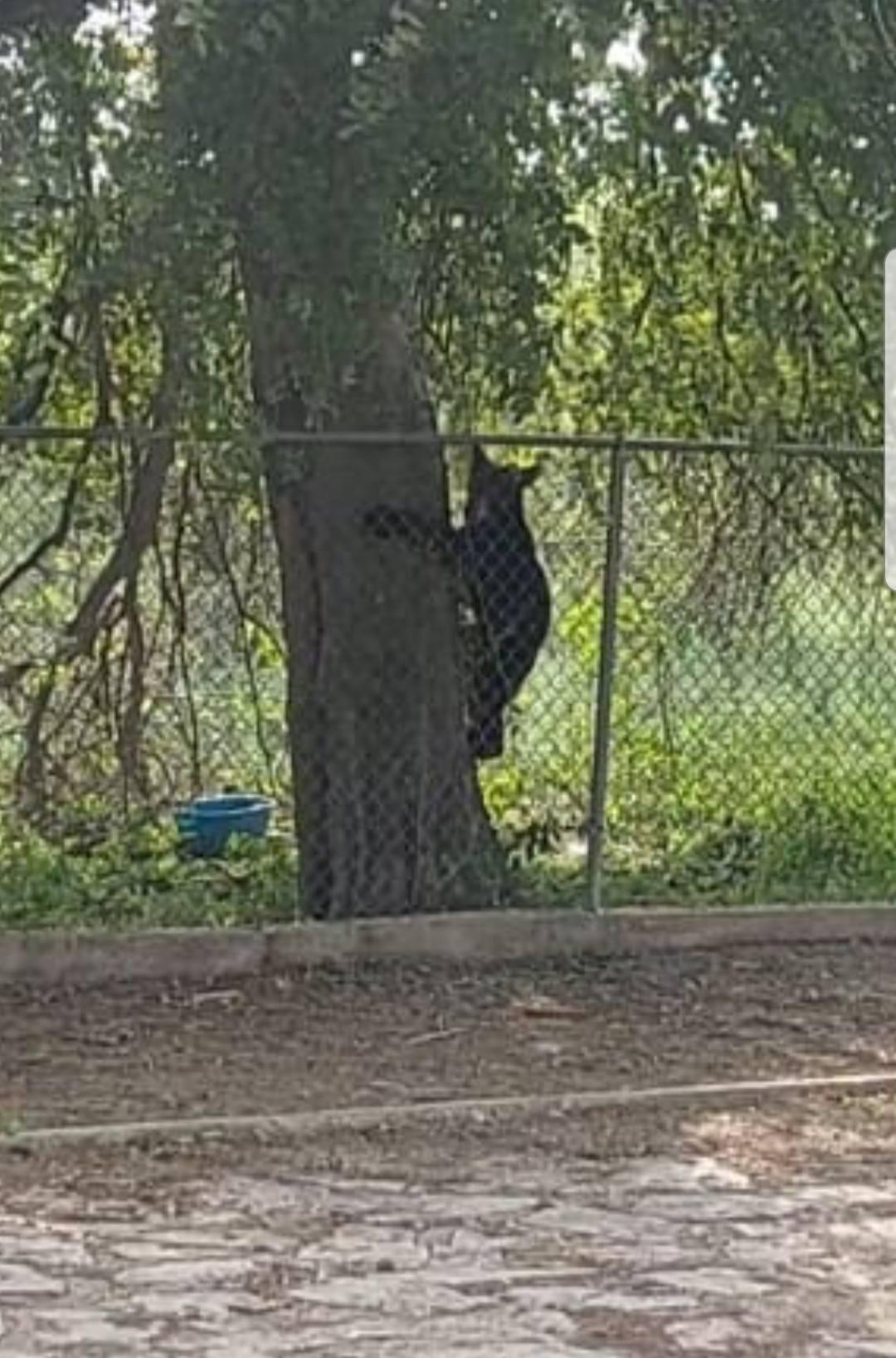 Deambula oso en calles de Allende